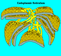 Endoplasmic Reticulum