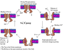 Sodium-Potassium pump