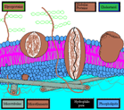 Cell membrane