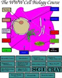 Cell diagram