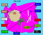 Cell diagram
