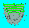 Golgi Apparatus