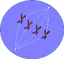 Metaphase