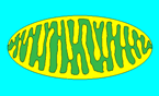 Mitochondria