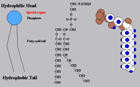 Phospholipids