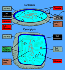 Prokaryotes