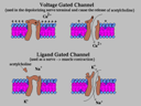 Protein gates