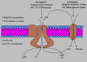 Transport mechanisms working together