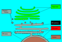 Transport Vesicles